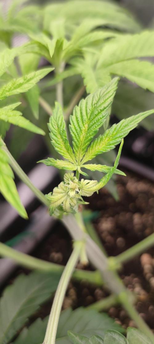 Eternity Grow Sticky Broccoli. Week 3