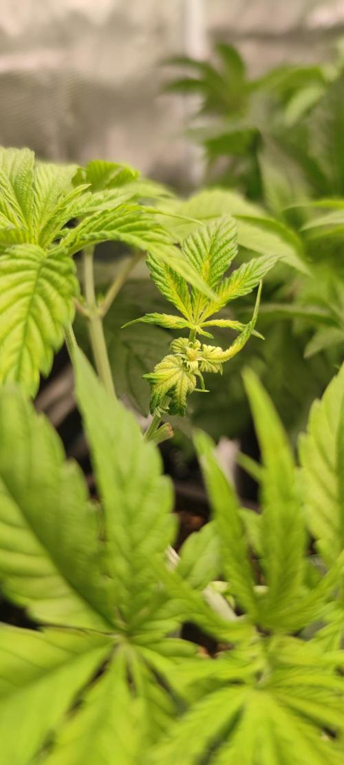 Eternity Grow Sticky Broccoli. Week 3