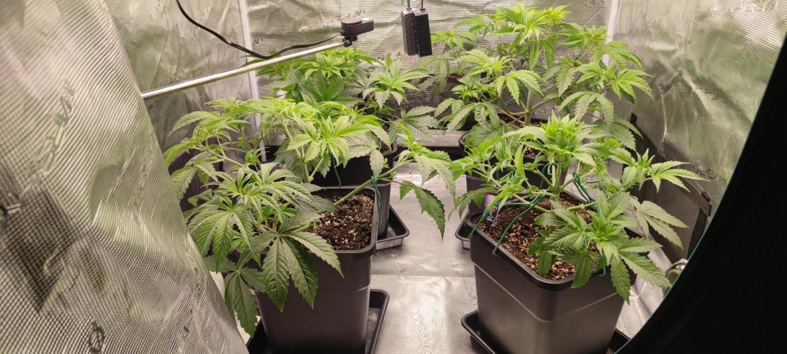 Eternity Grow Sticky Broccoli. Week 3