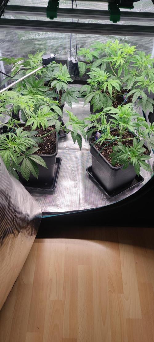 Eternity Grow Sticky Broccoli. Week 3