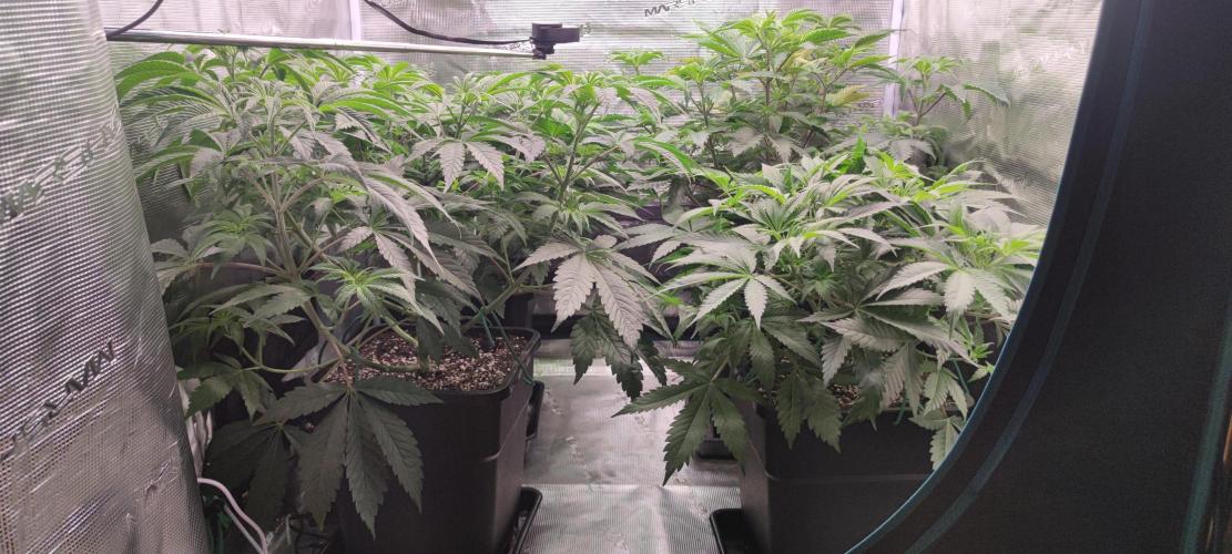 Eternity Grow Sticky Broccoli. Week 4