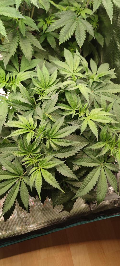 Eternity Grow Sticky Broccoli. Week 4