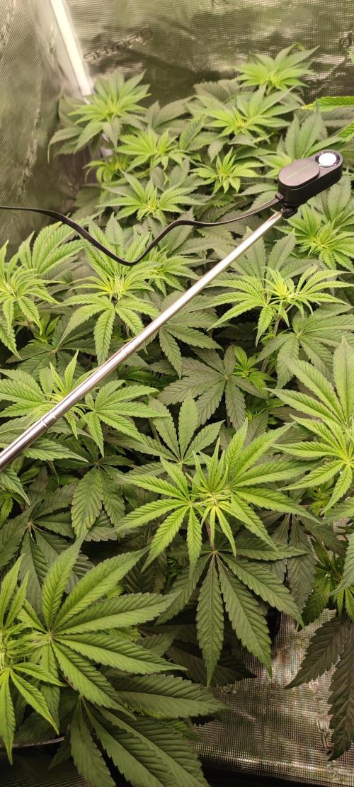 Eternity Grow Sticky Broccoli. Week 4