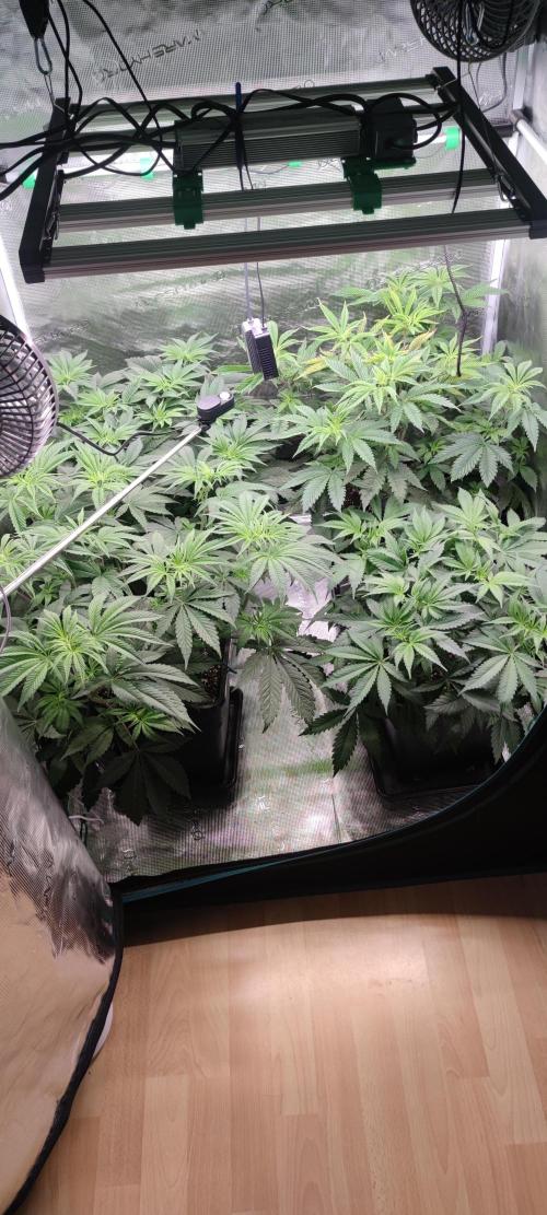 Eternity Grow Sticky Broccoli. Week 4