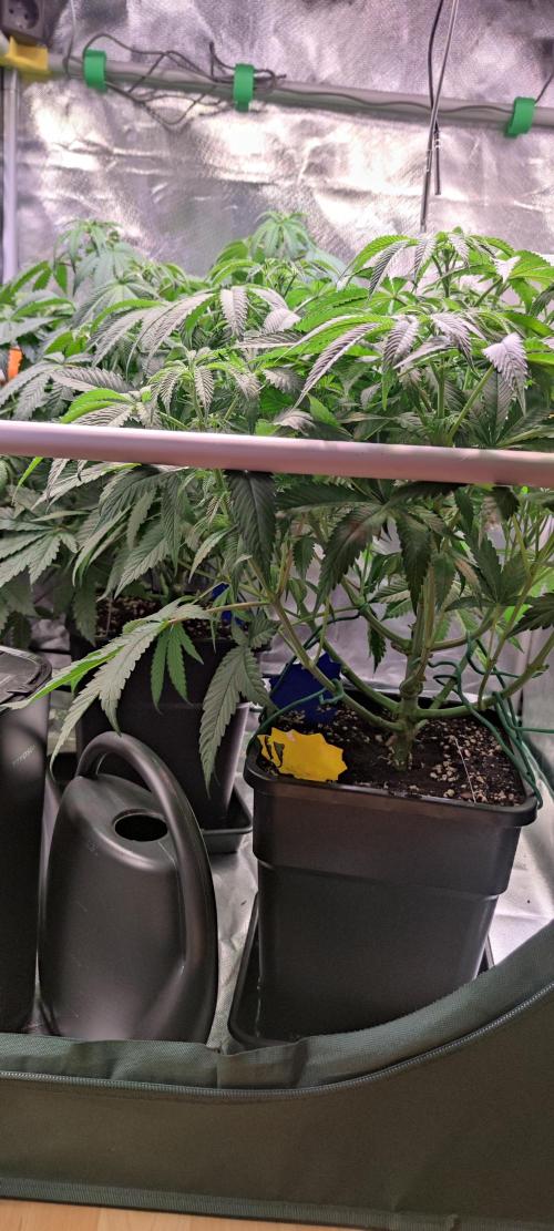 Watermelon Rqs photo. Week 4