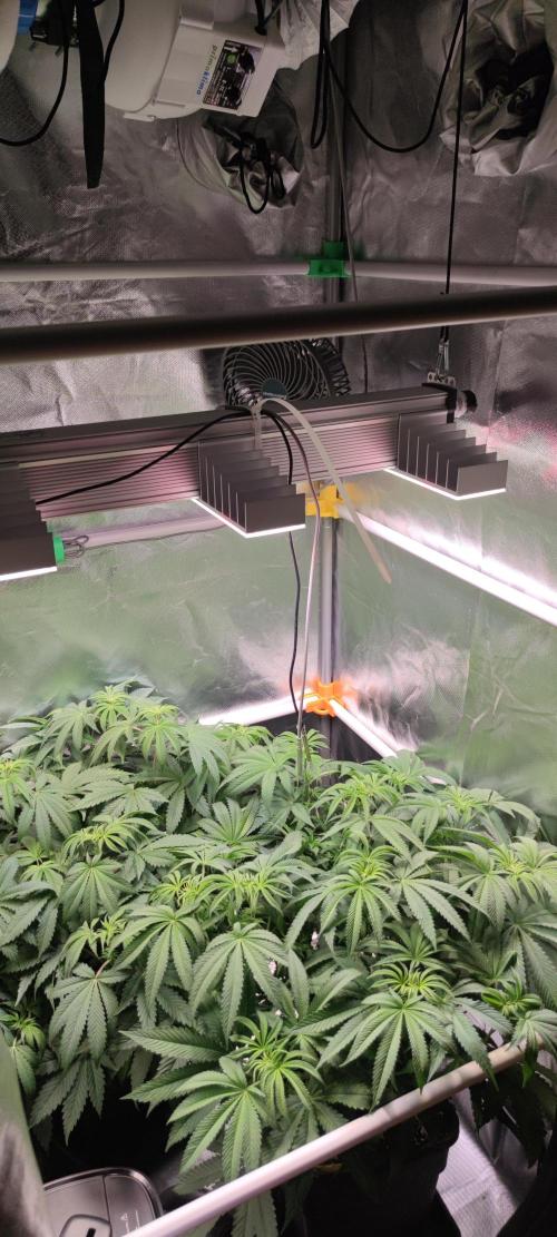 Watermelon Rqs photo. Week 4