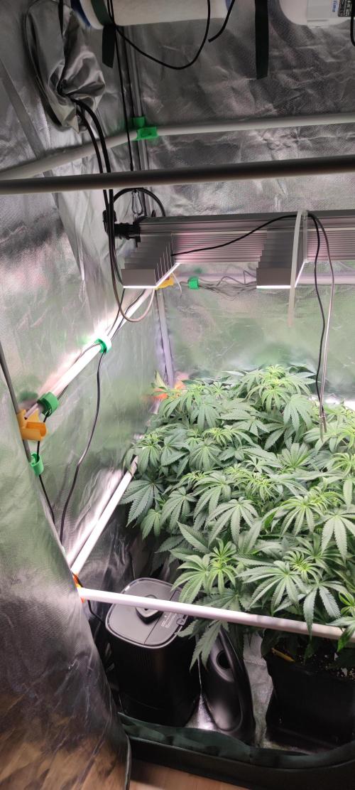 Watermelon Rqs photo. Week 4