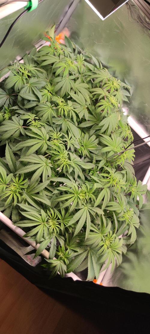 Watermelon Rqs photo. Week 4