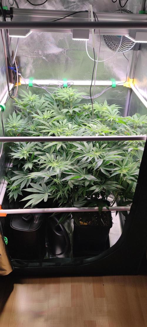 Watermelon. Week 5
