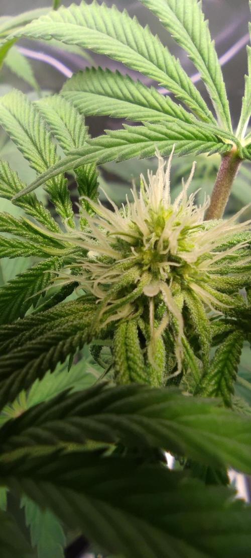 Watermelon Rqs photo. Week 6