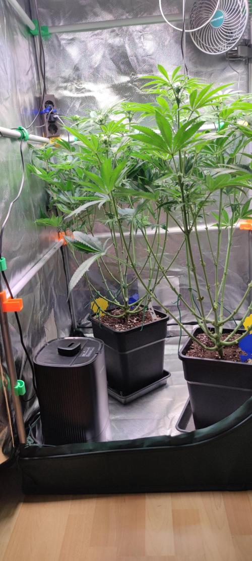 Watermelon Rqs photo. Week 6