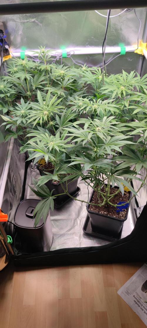 Watermelon Rqs photo. Week 6