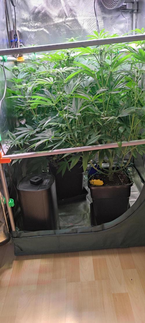 Watermelon Rqs photo. Week 6