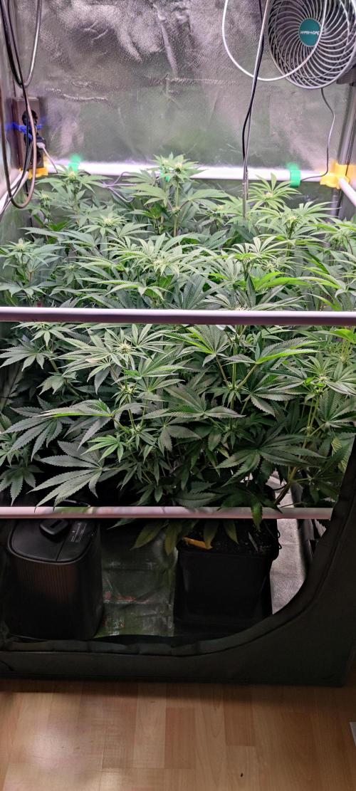 Watermelon. Week 6