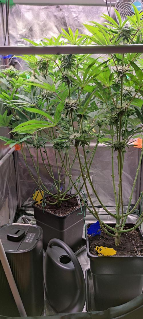 Watermelon Rqs photo. Week 7