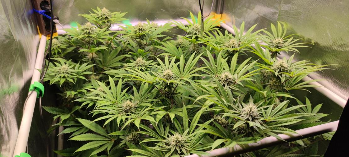 Watermelon Rqs photo. Week 7