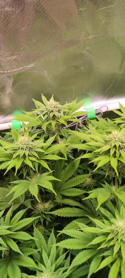 Watermelon Rqs photo. Week 7
