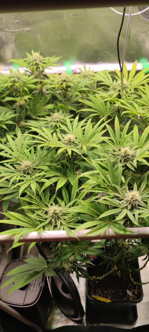 Watermelon Rqs photo. Week 7