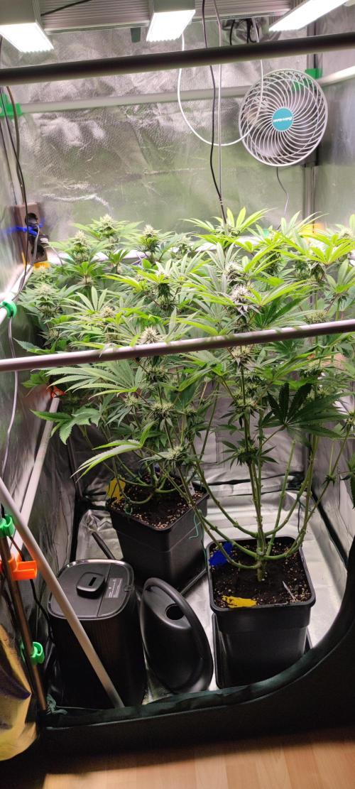 Watermelon. Week 7