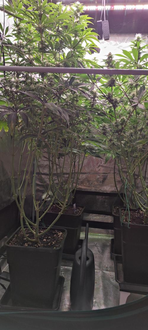 Eternity Grow Sticky Broccoli. Week 7