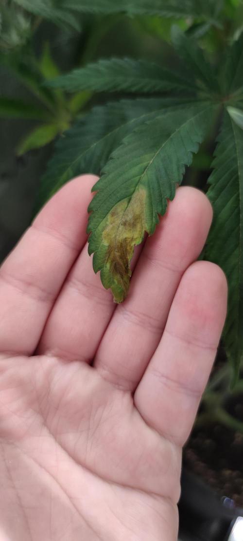 Eternity Grow Sticky Broccoli. Week 7 - Kalium lockout