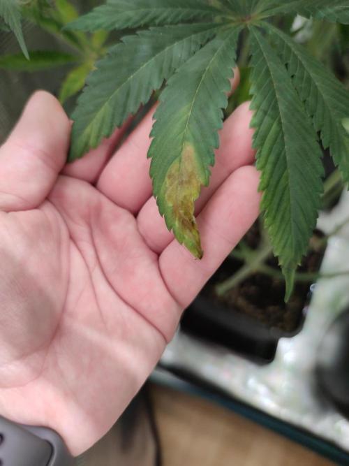 Eternity Grow Sticky Broccoli. Week 7 - Kalium lockout
