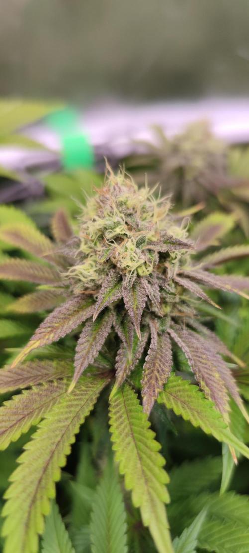 Watermelon Rqs photo. Week 8