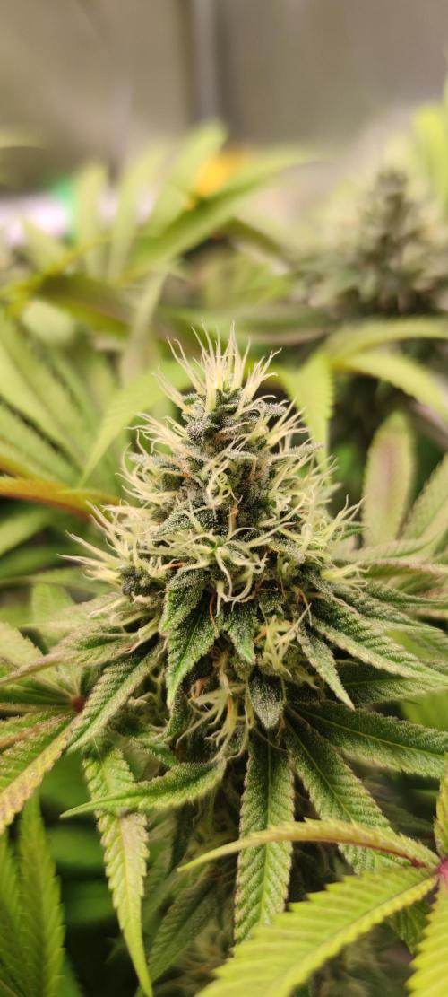 Watermelon Rqs photo. Week 8