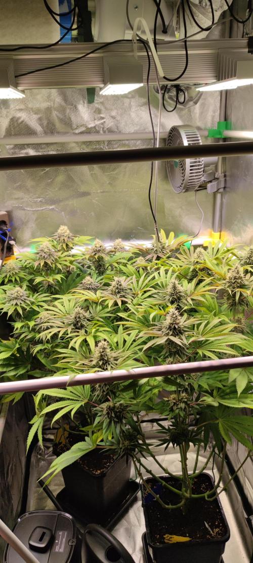 Watermelon. Week 8