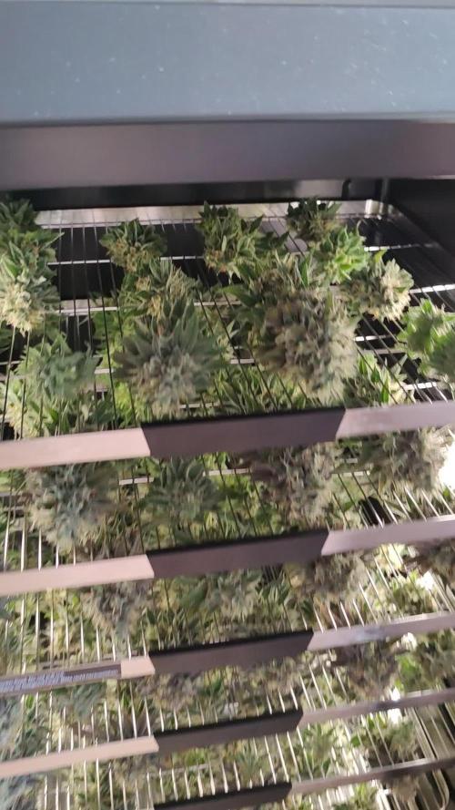 Watermelon Rqs photo