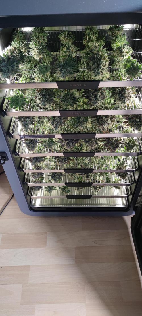 Watermelon Rqs photo. Week 9