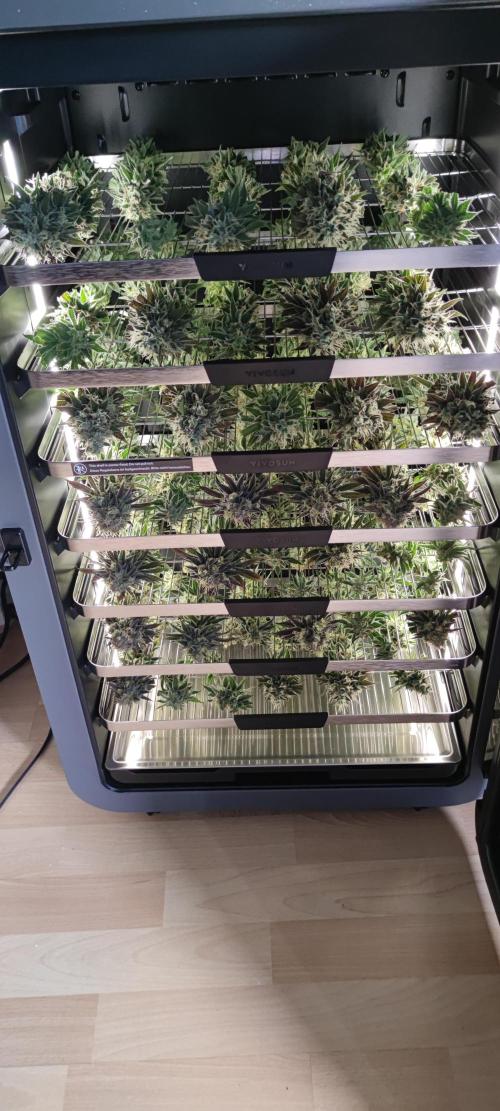 Watermelon Rqs photo. Week 9