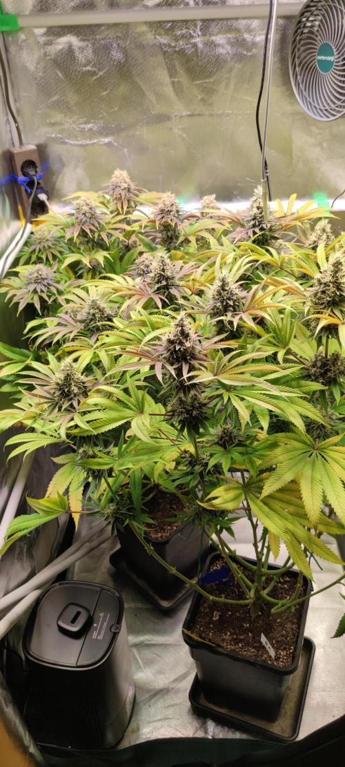 Watermelon. Week 9