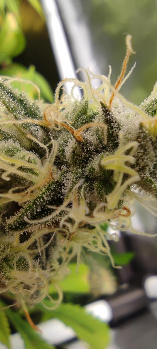 Eternity Grow Sticky Broccoli. Week 9