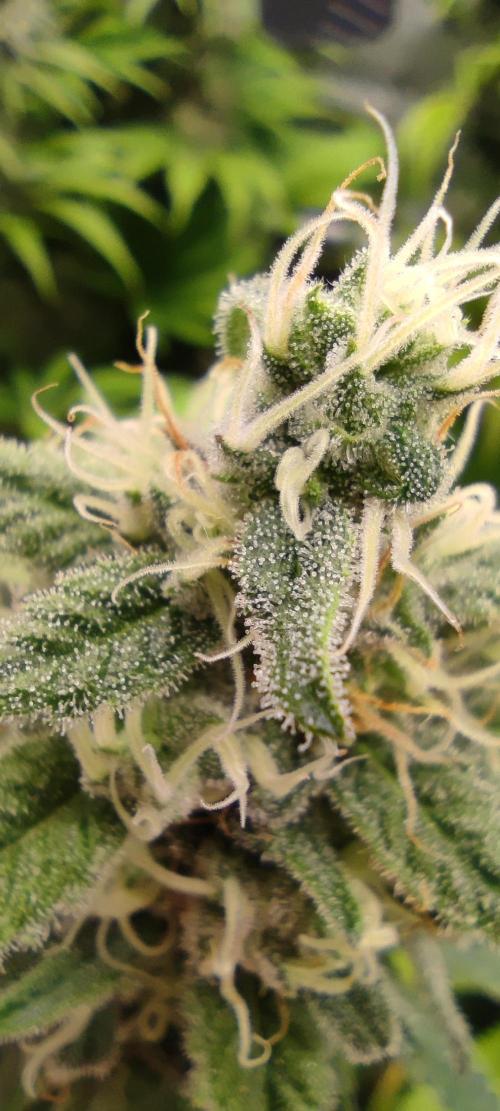 Eternity Grow Sticky Broccoli. Week 9