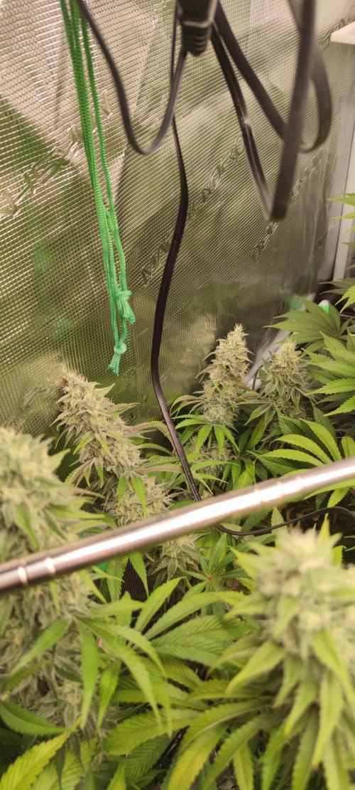 Eternity Grow Sticky Broccoli. Week 9