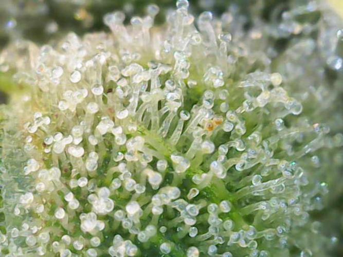 Eternity Grow Sticky Broccoli. Week 10
