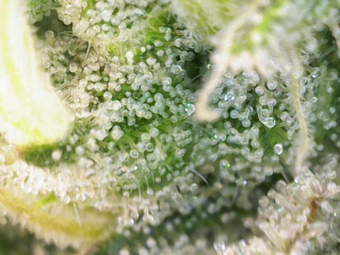 Eternity Grow Sticky Broccoli. Week 10