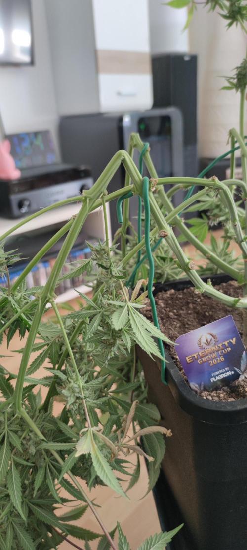 Eternity Grow Sticky Broccoli. Week 11
