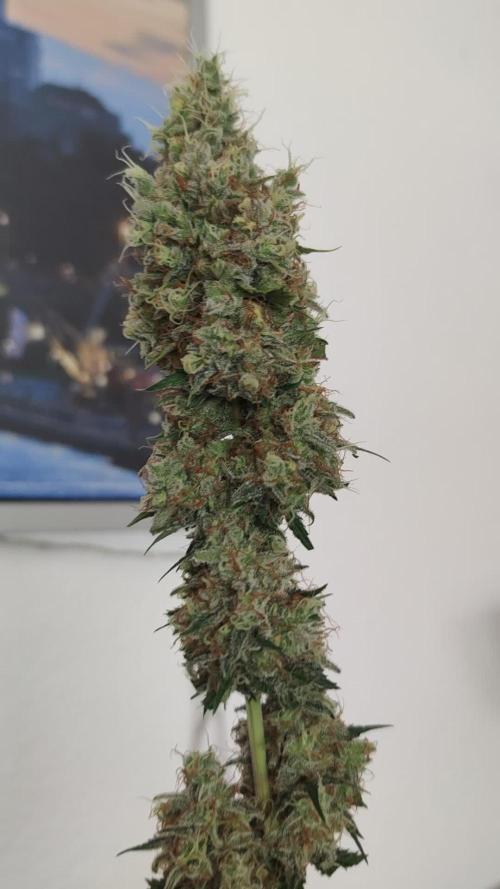 Eternity Grow Sticky Broccoli
