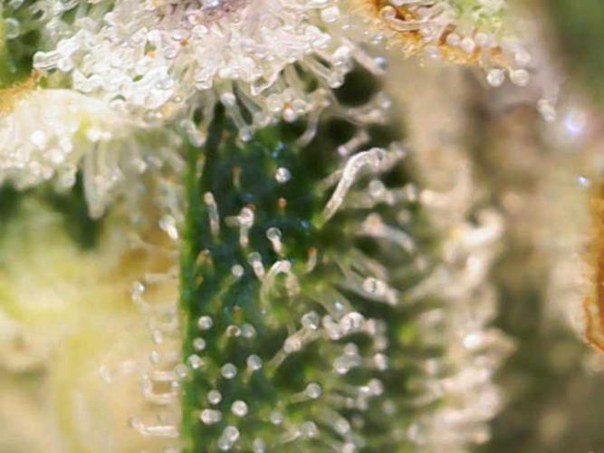 Eternity Grow Sticky Broccoli. Week 11