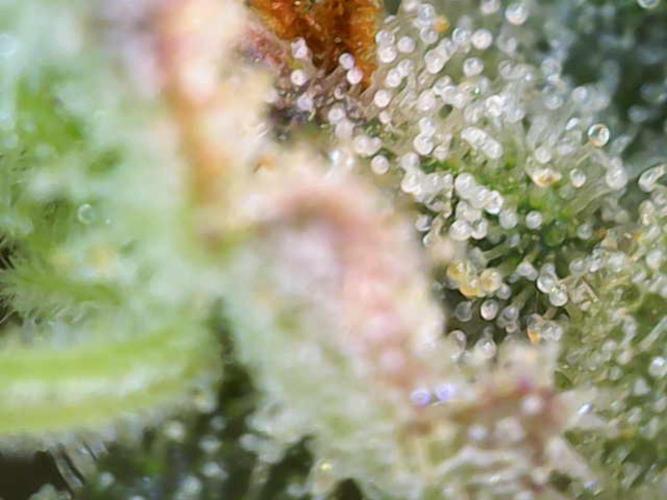 Eternity Grow Sticky Broccoli. Week 11