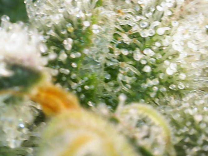 Eternity Grow Sticky Broccoli. Week 11
