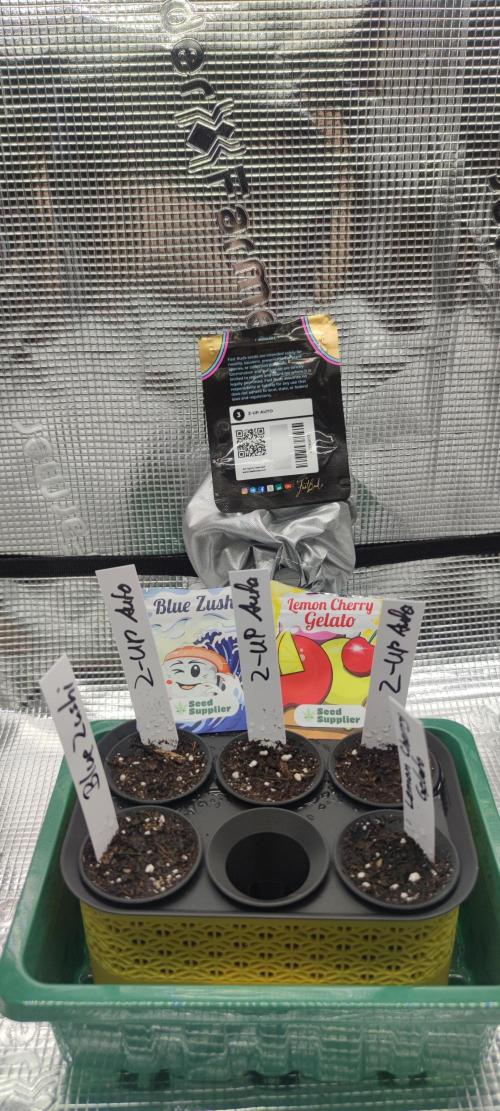 Z-Up Auto Fastbuds. Week 0