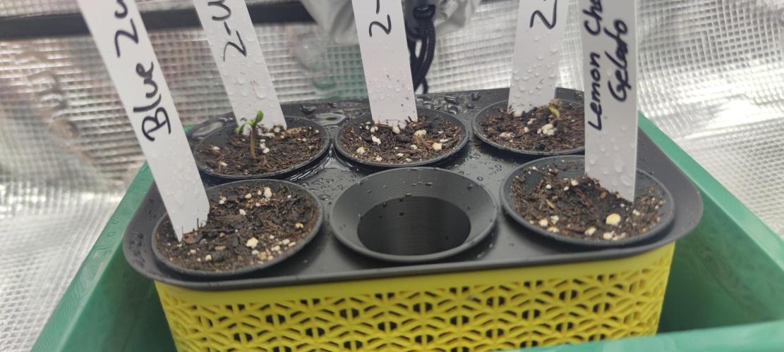 Z-Up Auto Fastbuds. Week 0