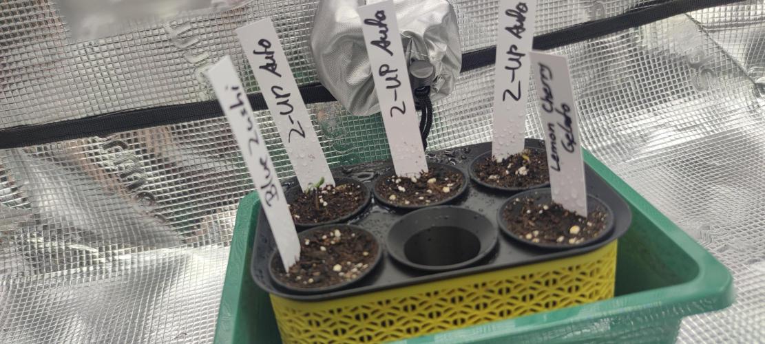 Z-Up Auto Fastbuds. Week 0