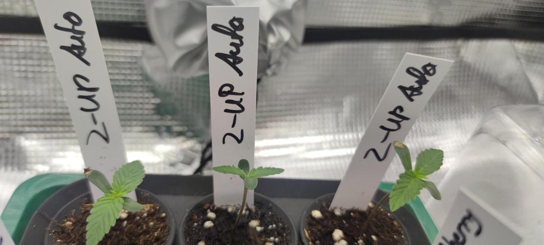 Z-Up Auto Fastbuds. Week 0