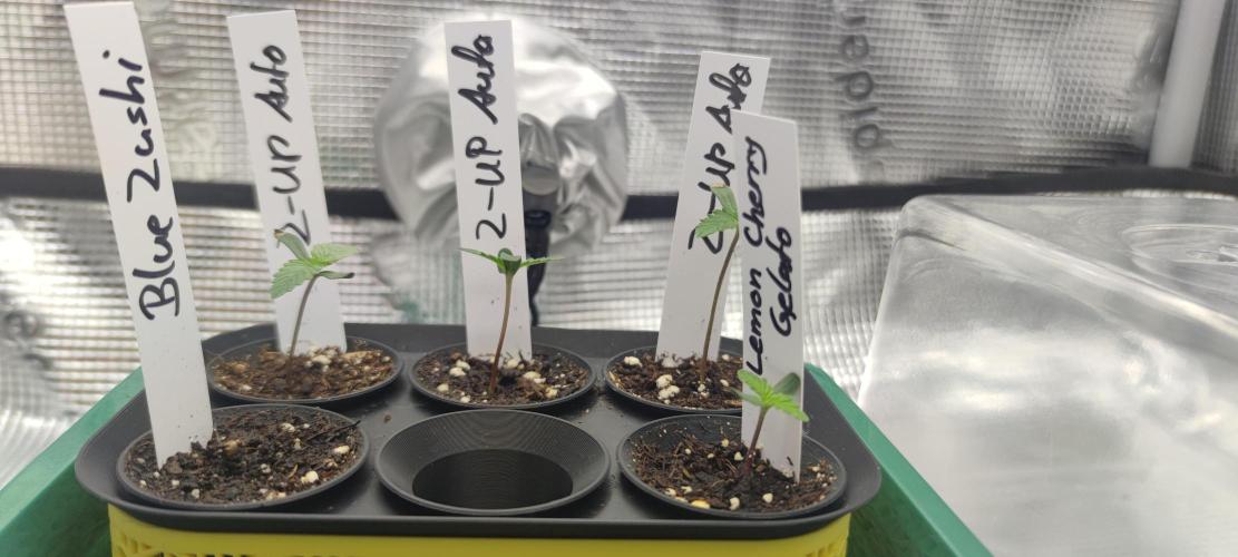 Z-Up Auto Fastbuds. Week 0