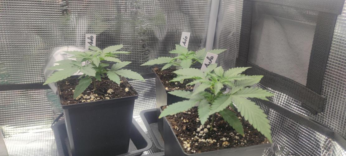 Z-Up Auto Fastbuds. Week 1