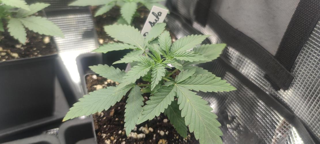 Z-Up Auto Fastbuds. Week 1